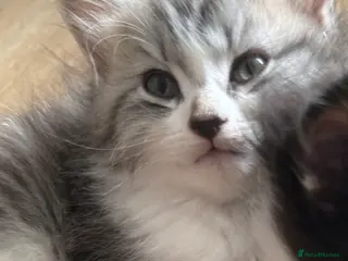Mixed Breed cats Persian cross kittens! Ready now - Advert 10