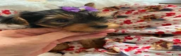 Yorkshire Terrier dogs for sale: 6 Beautiful Quality Kennel Club Registered Puppies in Nottingham - Advert 6