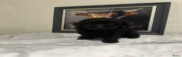 Cavapoo dogs for sale: Health tested Cavapoo puppies  - Advert 12