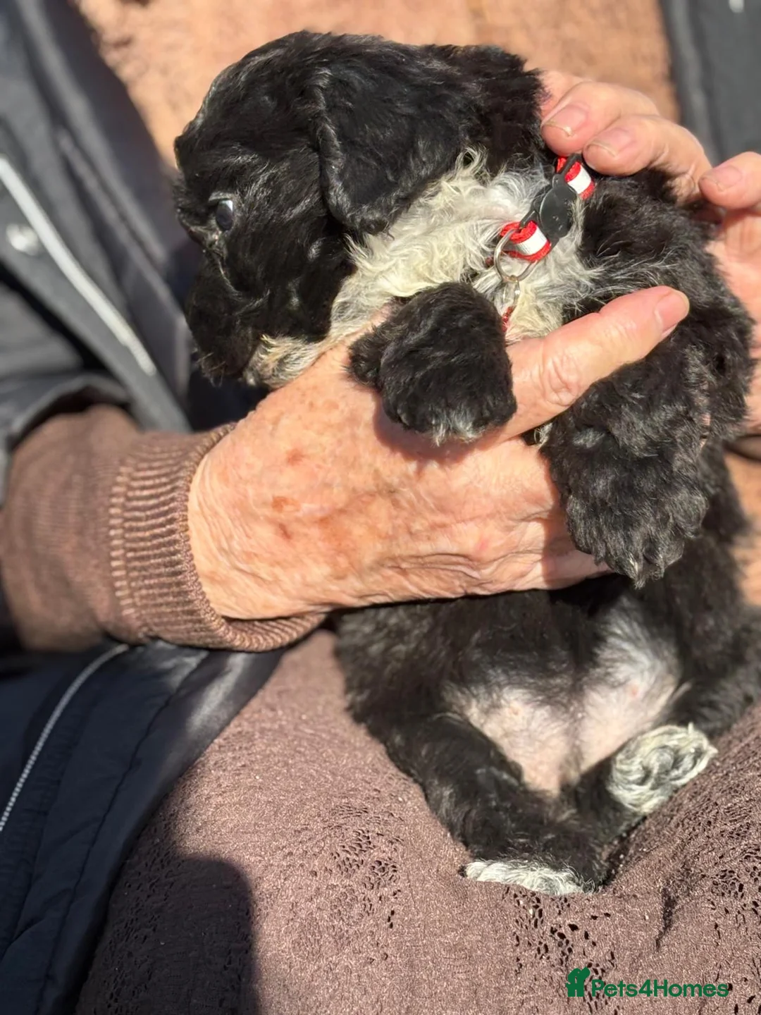 Cockapoo dogs for sale: Cockapoo puppies  in Slough - Advert 9