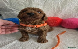 Goldendoodle dogs for sale: 👑Superb Rare Toy/Mini Deepest Red Goldendoodles👑 - Image 16