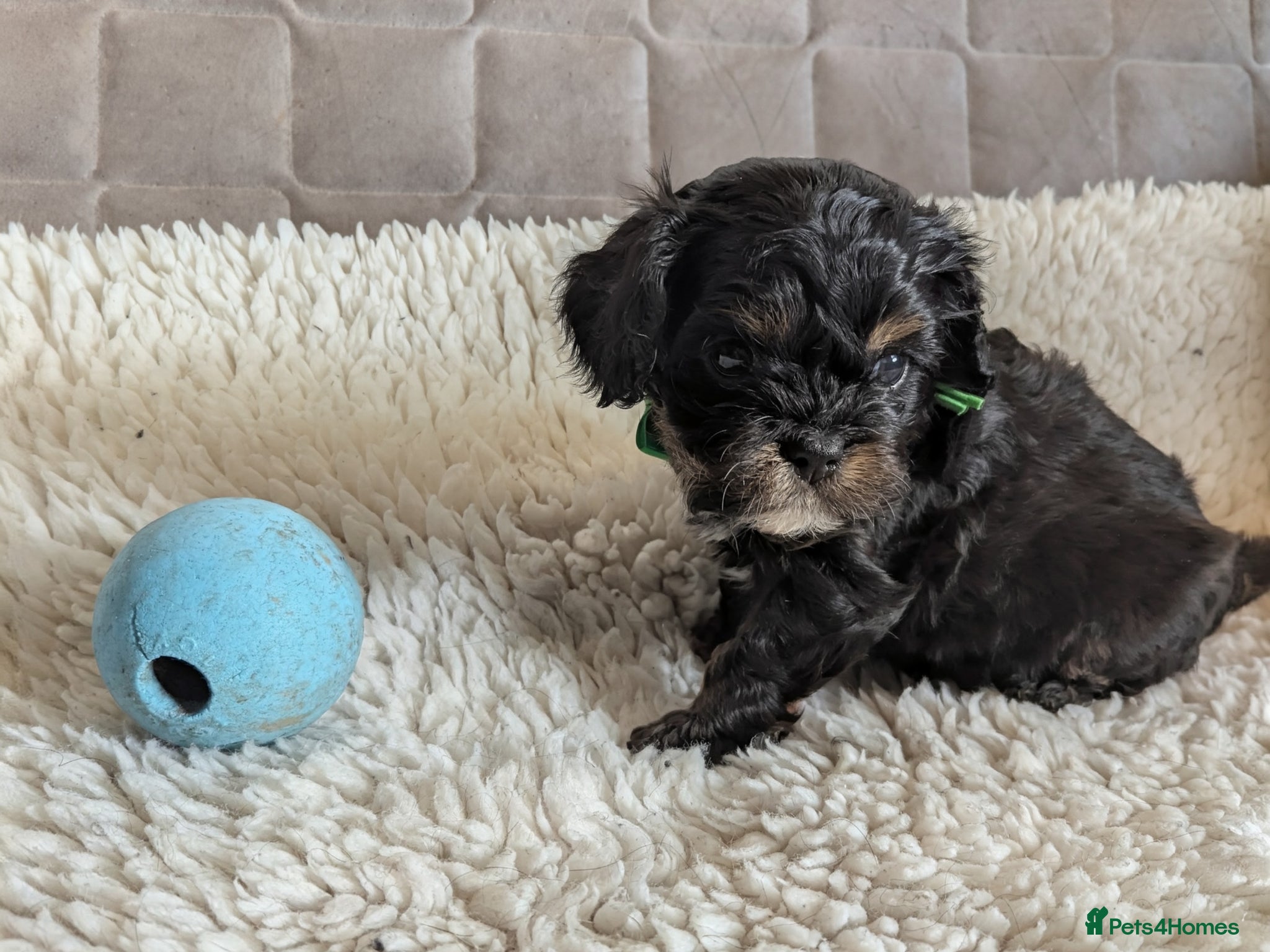 Cavapoo dogs for sale: Tiny F1 Cavapoos - Advert 4