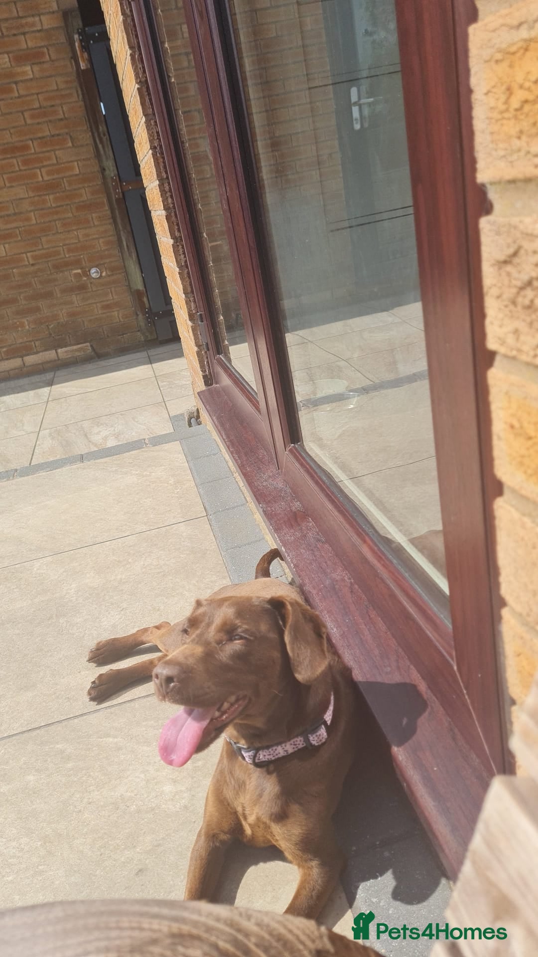 Patterjack dogs for sale: Meet Shelby, currently living in Rochdale - Image 4