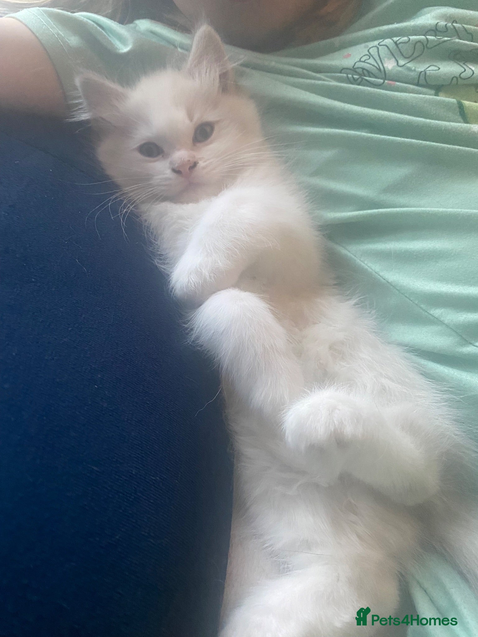 Ragdoll cats Blue lynx bi colour Boy - Advert 4