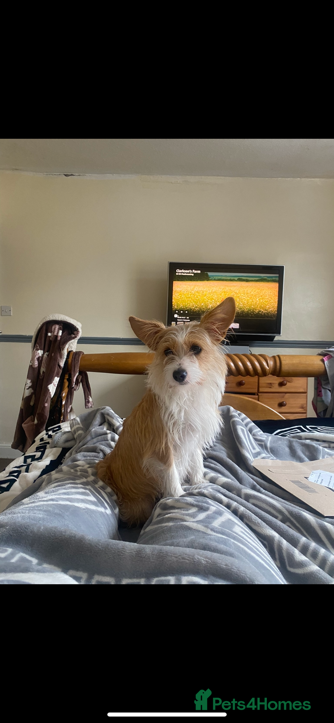 Mixed Breed dogs for sale: Chihuahua princess looking for a home - Advert 6