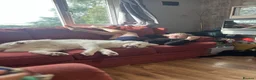 Siberian Husky dogs for sale: Beautiful white husky boy in Horncastle - Advert 7