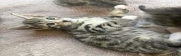 Mixed Breed cats for sale: Adorable kittens available this week - Advert 6