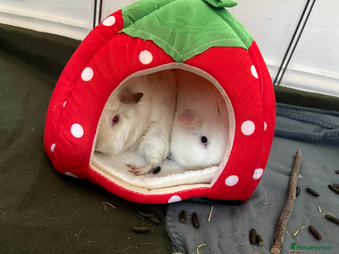 Guinea Pig rodents for sale: 2 Male Guinea Pig & Enclosure  - Image 1