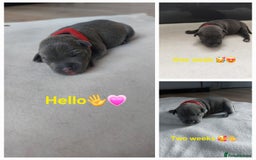 Staffordshire Bull Terrier dogs for sale: Blue Staffordshire Bull Terrier 🐶 Puppies 🐶 - Image 25