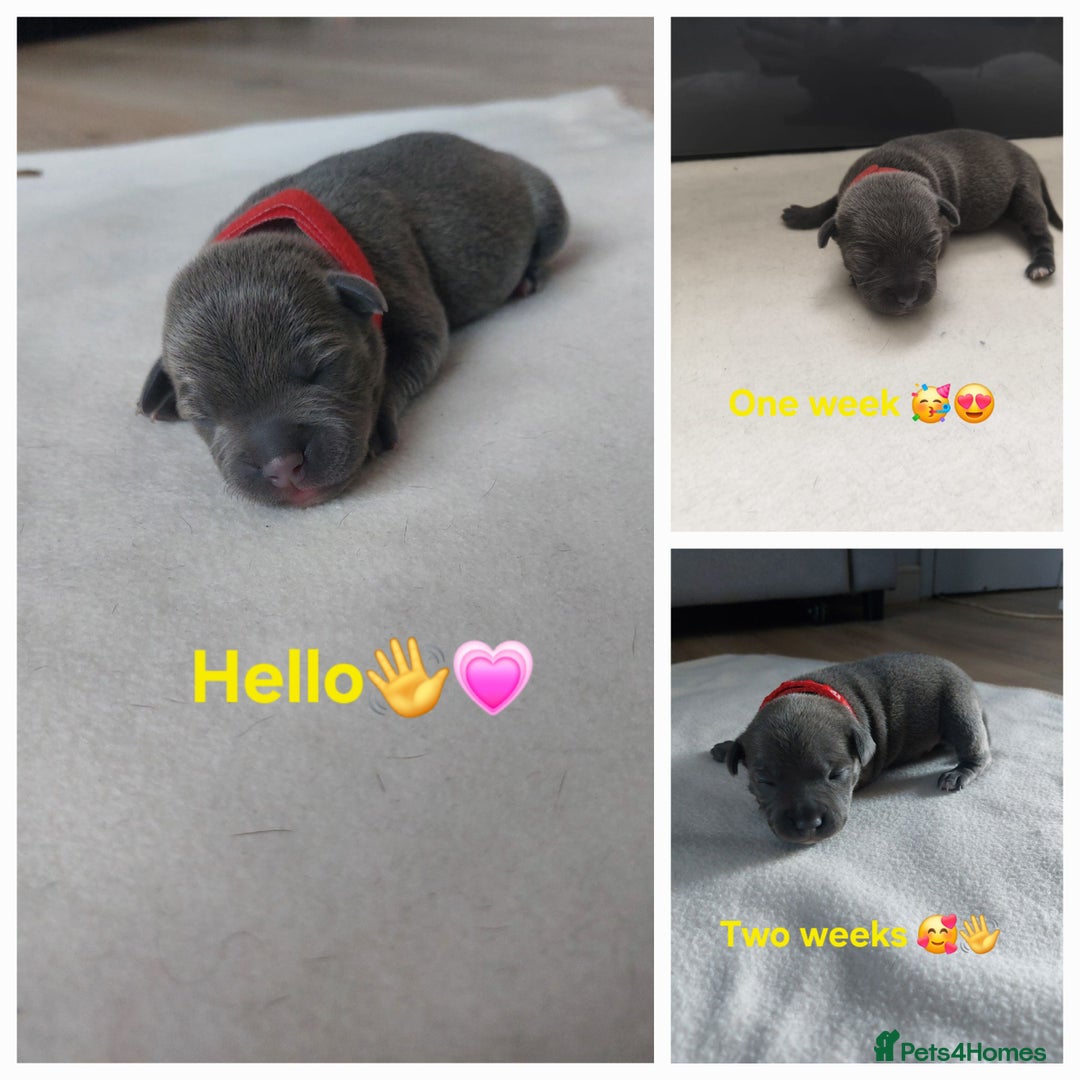 Staffordshire Bull Terrier dogs for sale: Blue Staffordshire Bull Terrier 🐶 Puppies 🐶 - Image 25