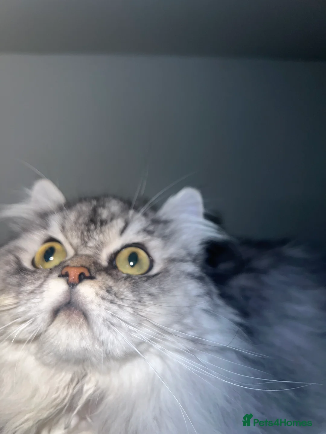 Persian cats for stud: chinchilla Persian proven stud ONLY not for sale  - Advert 4