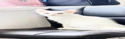 Turkish Van cats for sale: Turkish Van Kittens – Ready for Loving Homes - Advert 8