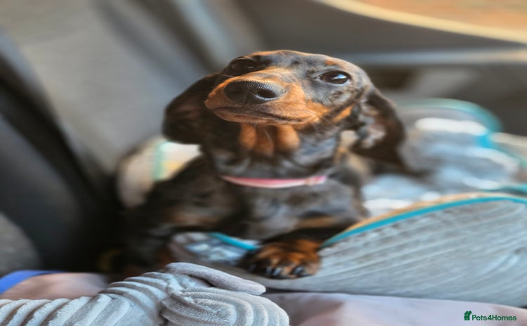 Miniature Dachshund dogs Beautiful silver dapple girl  - Advert 1