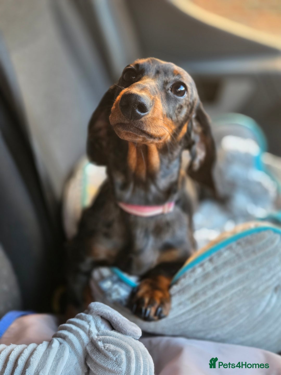 Miniature Dachshund dogs for sale: Beautiful silver dapple girl  - Advert 1