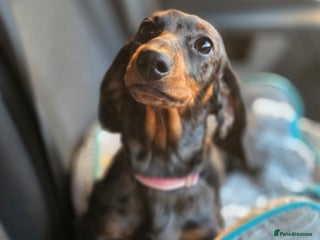 Miniature Dachshund dogs Beautiful silver dapple girl - Advert 1