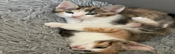 Mixed Breed cats for sale: Beautiful mixed American Kittens  - Advert 13