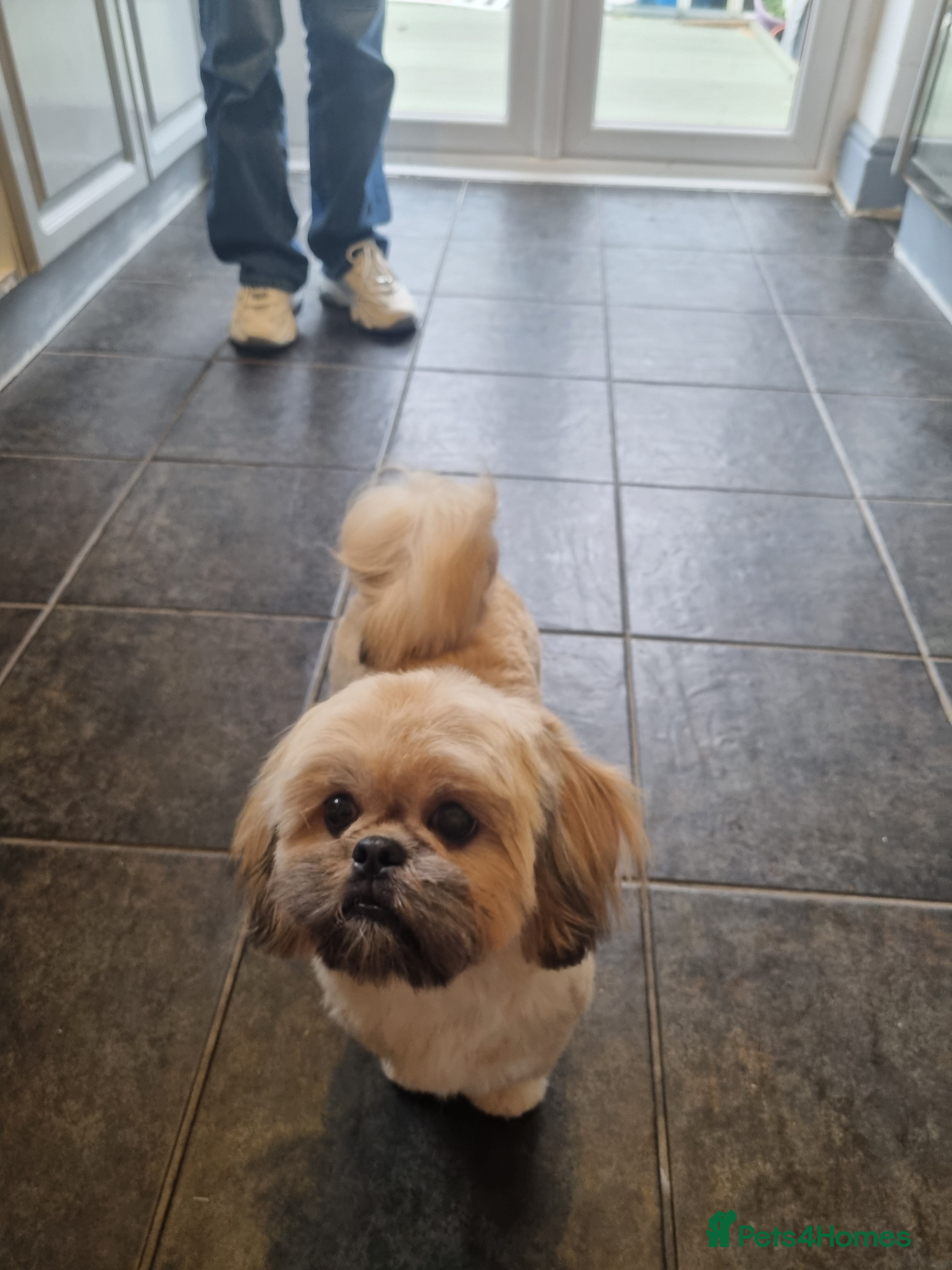 Shih Tzu dogs Imperial shih tzu puppys - Advert 2