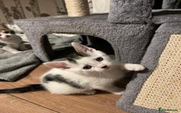 British Shorthair cats for sale: Kittens - Image 10