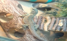 Lizard reptiles for sale: Free jewelled lacertas read description  - Image 3