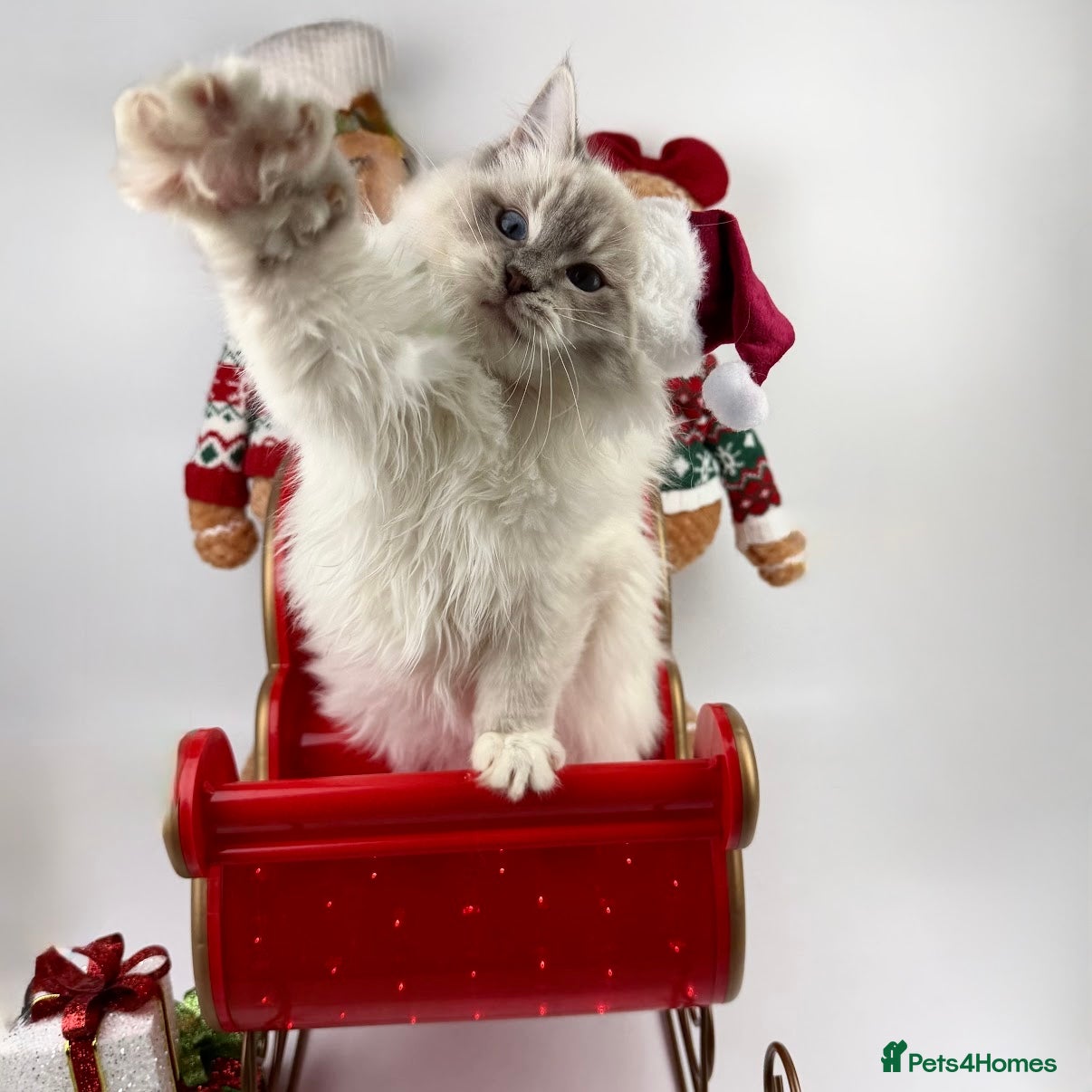 Ragdoll cats 💙 STUNNING GCCF GRCH SIRED RAGDOLL KITTENS 💙 - Advert 3