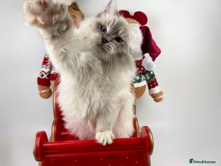 Ragdoll cats 💙 STUNNING GCCF GRCH SIRED RAGDOLL KITTENS 💙 - Advert 3