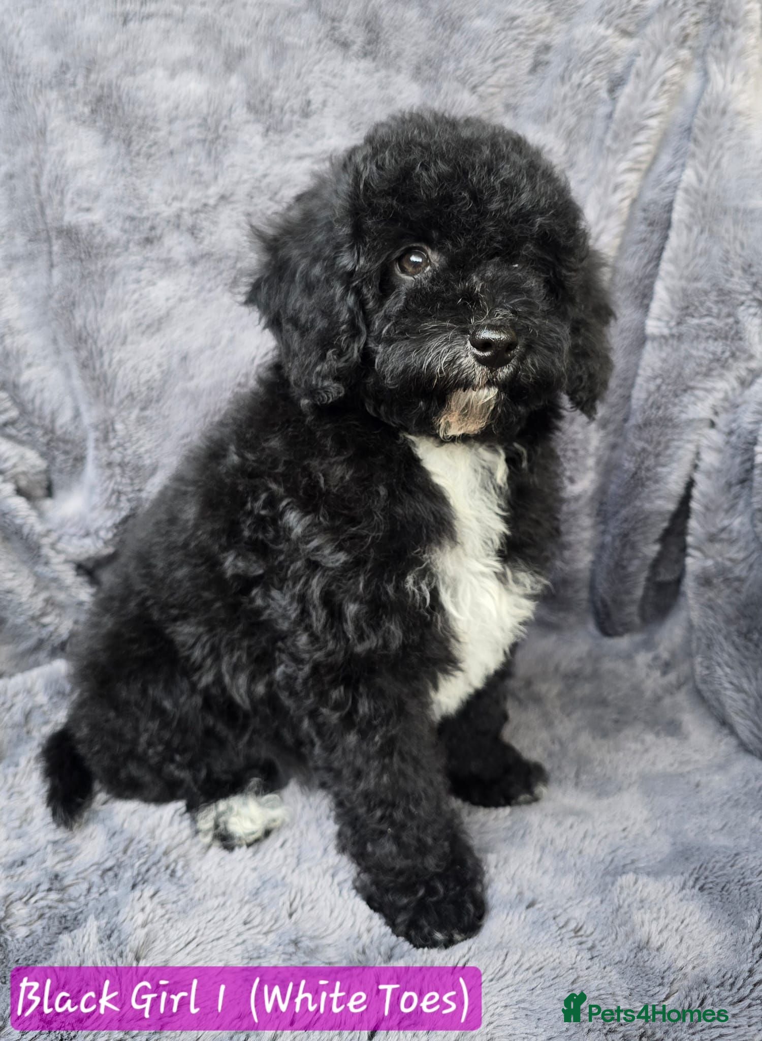 Cavapoo dogs Adorable litter of Cavapoos *READY NOW* - Advert 1