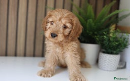Cavapoo dogs for sale: Red & apricot health tested cavapoo puppies  - Image 6