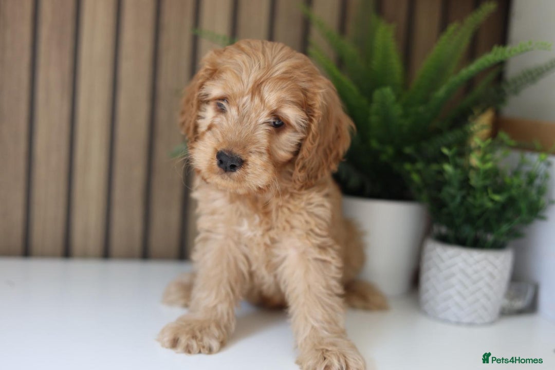 Cavapoo dogs for sale: Red & apricot health tested cavapoo puppies  - Image 6