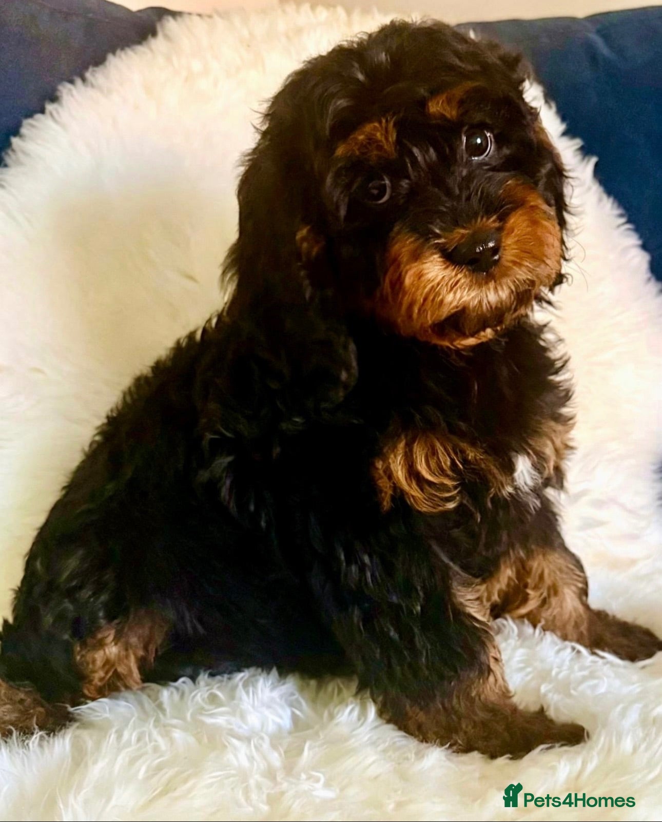 Cavapoo dogs 🥇TOP QUALITY F1 CAVAPOO PUPPIES READY TO LEAVE! - Advert 7