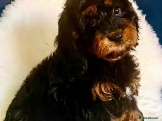 Cavapoo dogs 🥇TOP QUALITY F1 CAVAPOO PUPPIES READY TO LEAVE! - Advert 7