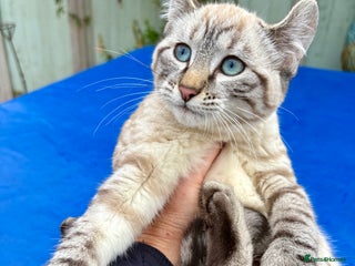 Bengal cats Breathtaking rare snow leopard - Advert 18