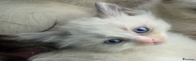 Siberian 1