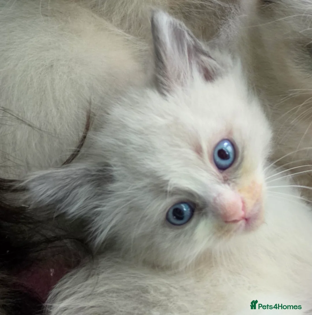 Siberian cats for sale: GORGEOUS REGISTERED SIBERIAN BOYS - Advert 18