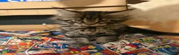 Maine Coon cats for sale: Stunning TICA registered Maine coon kittens 4 left in Doncaster - Advert 10