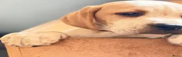 Pointer dogs for sale: Stunning Pedigree Pointer pups-will steal hearts - Advert 16