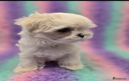 Maltese dogs for sale: FULL KOREAN KC REGISTERED MALTESE PUPIES - Image 19