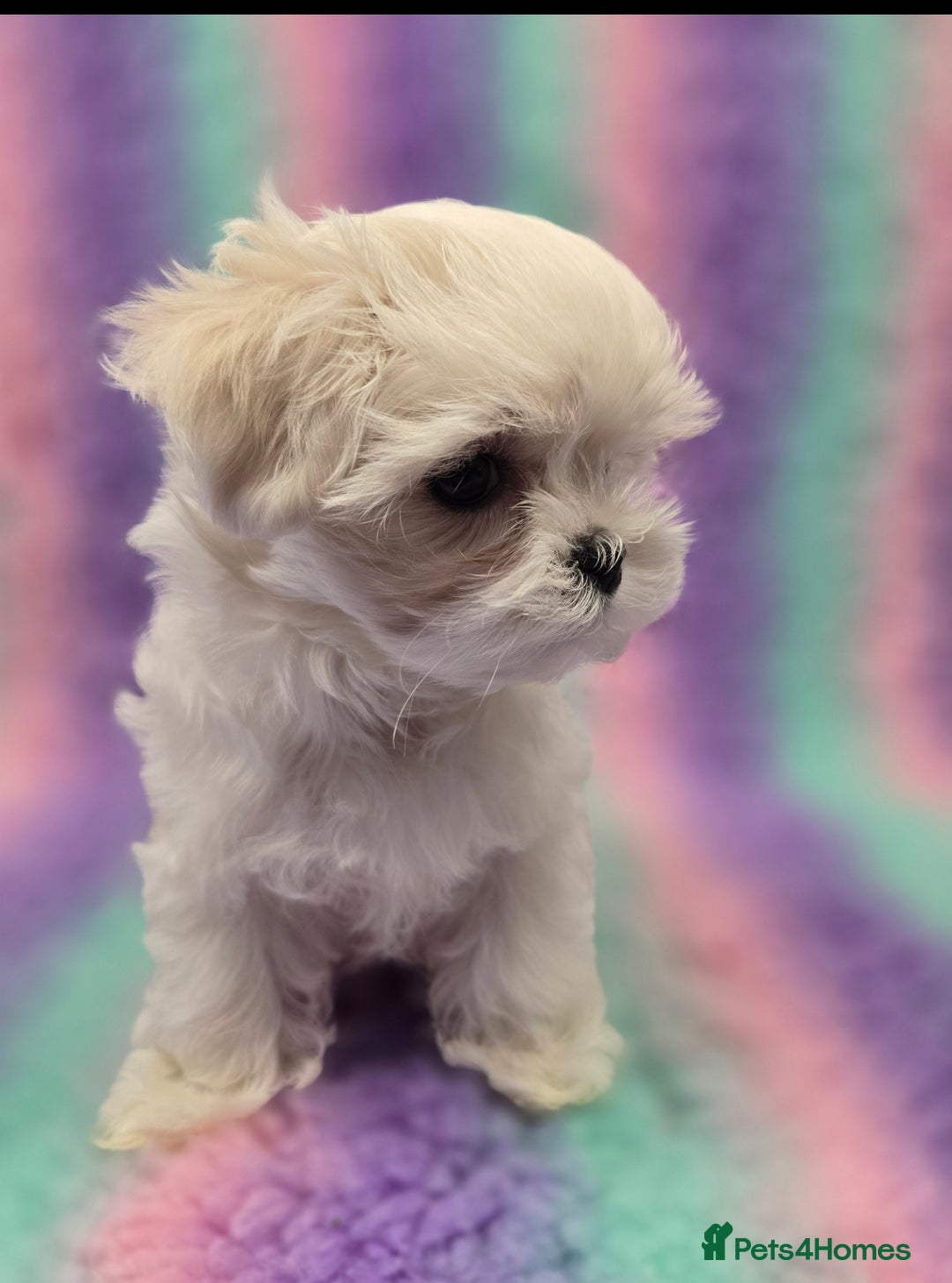 Maltese dogs for sale: FULL KOREAN KC REGISTERED MALTESE PUPIES - Image 19