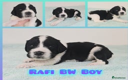English Springer Spaniel dogs for sale: ⭐️ Ready Stunning KC DNA Vetted, home Ess Pups ⭐️ - Image 21