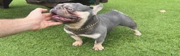 French Bulldog dogs for stud: Tiny lilac and tan stud available - Advert 5