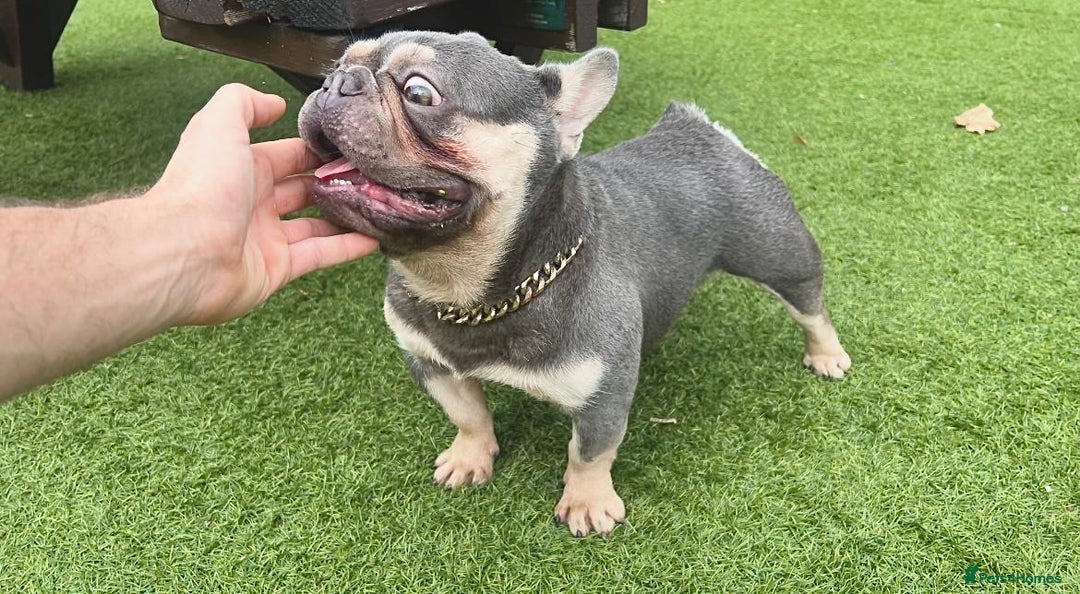 French Bulldog dogs for stud: Tiny lilac and tan stud £300 - Image 5