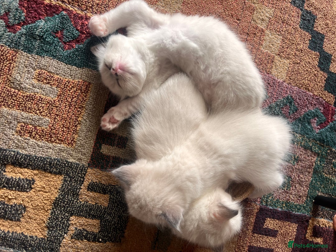 Ragdoll cats for sale: Aleksandra  - Image 3