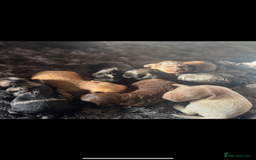 Cockapoo dogs for sale: Rare stunning American miniature teddy cockapoos  - Image 3