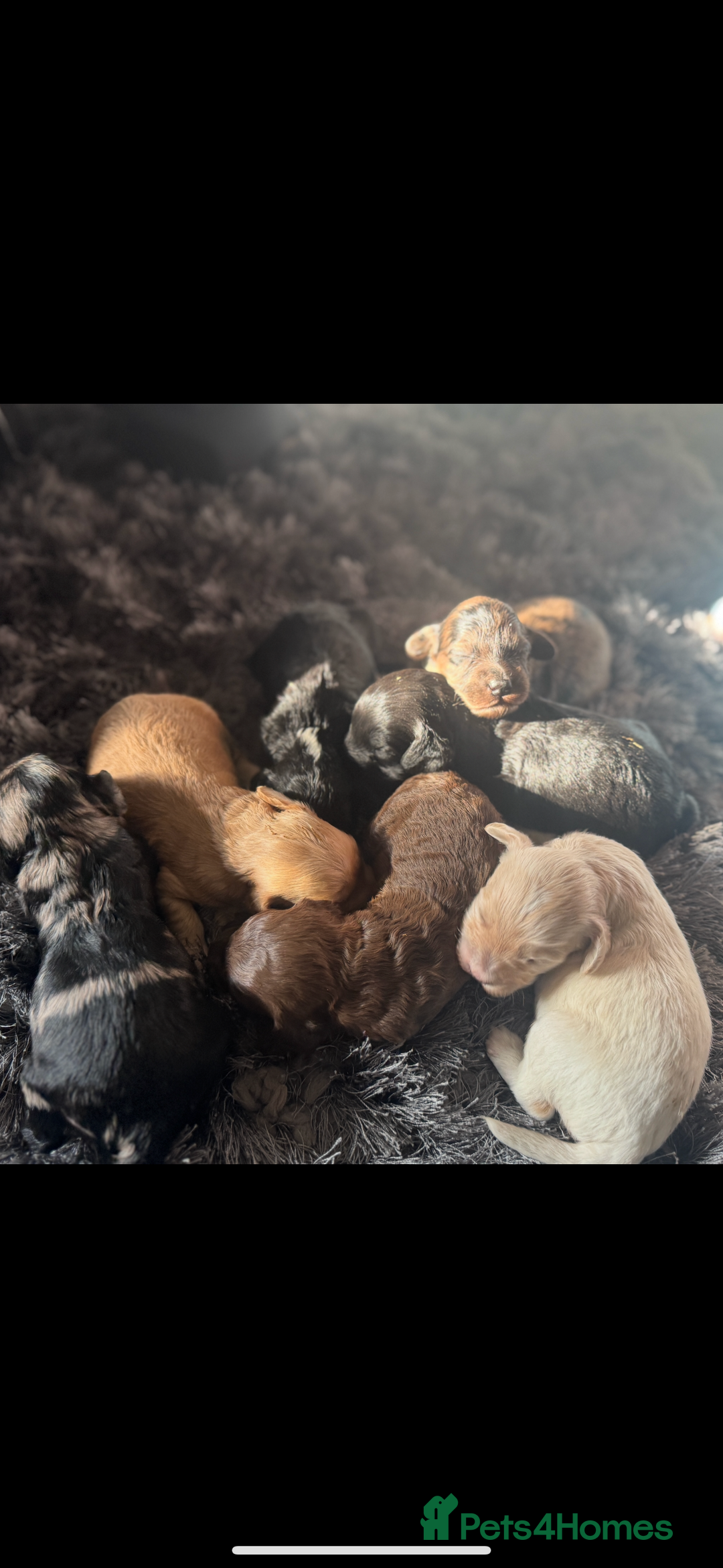 Cockapoo dogs for sale: Rare stunning American miniature teddy cockapoos  - Image 3