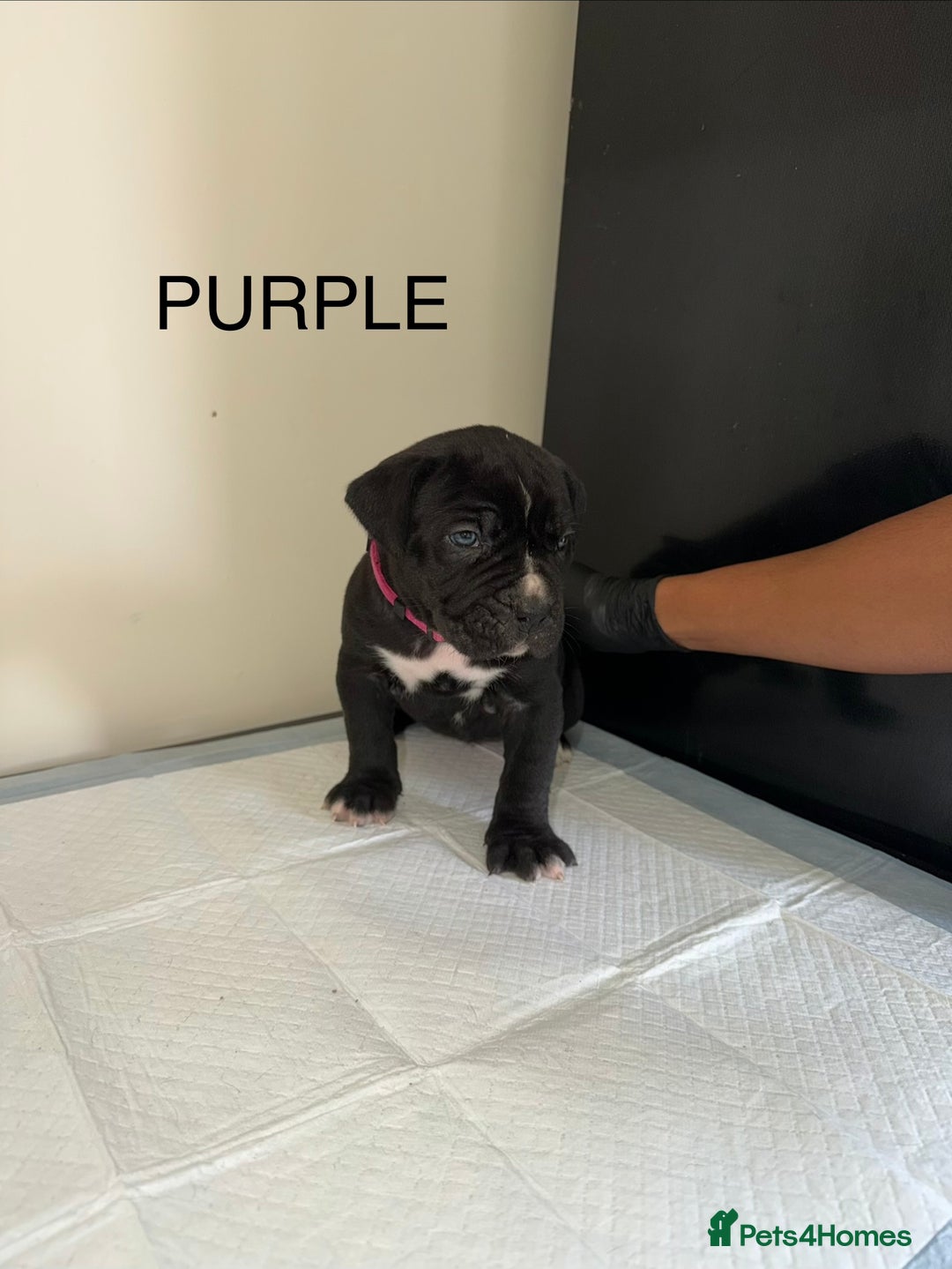 Cane Corso dogs for sale: CANE CORSO. FULL PEDIGREE. CHAMPION BLOODLINE. - Image 4