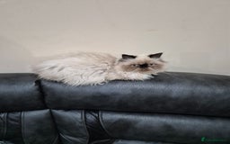 Tibetan cats for sale:  2 males  - Advert 3