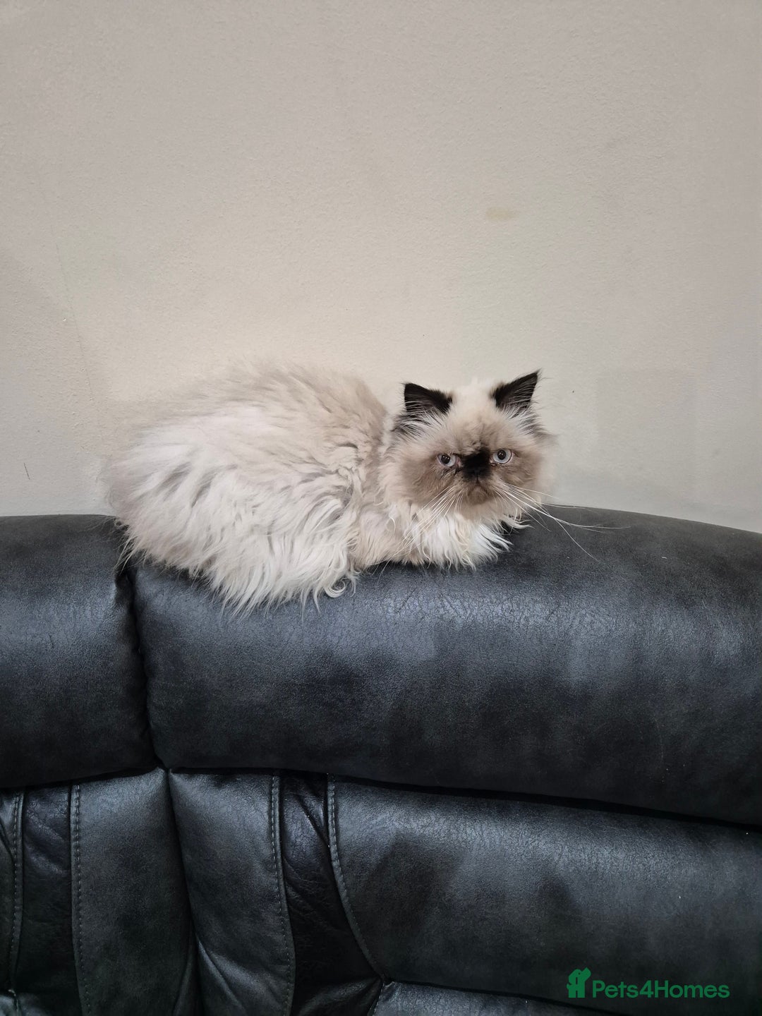 Tibetan cats for sale:  2 males  - Advert 3