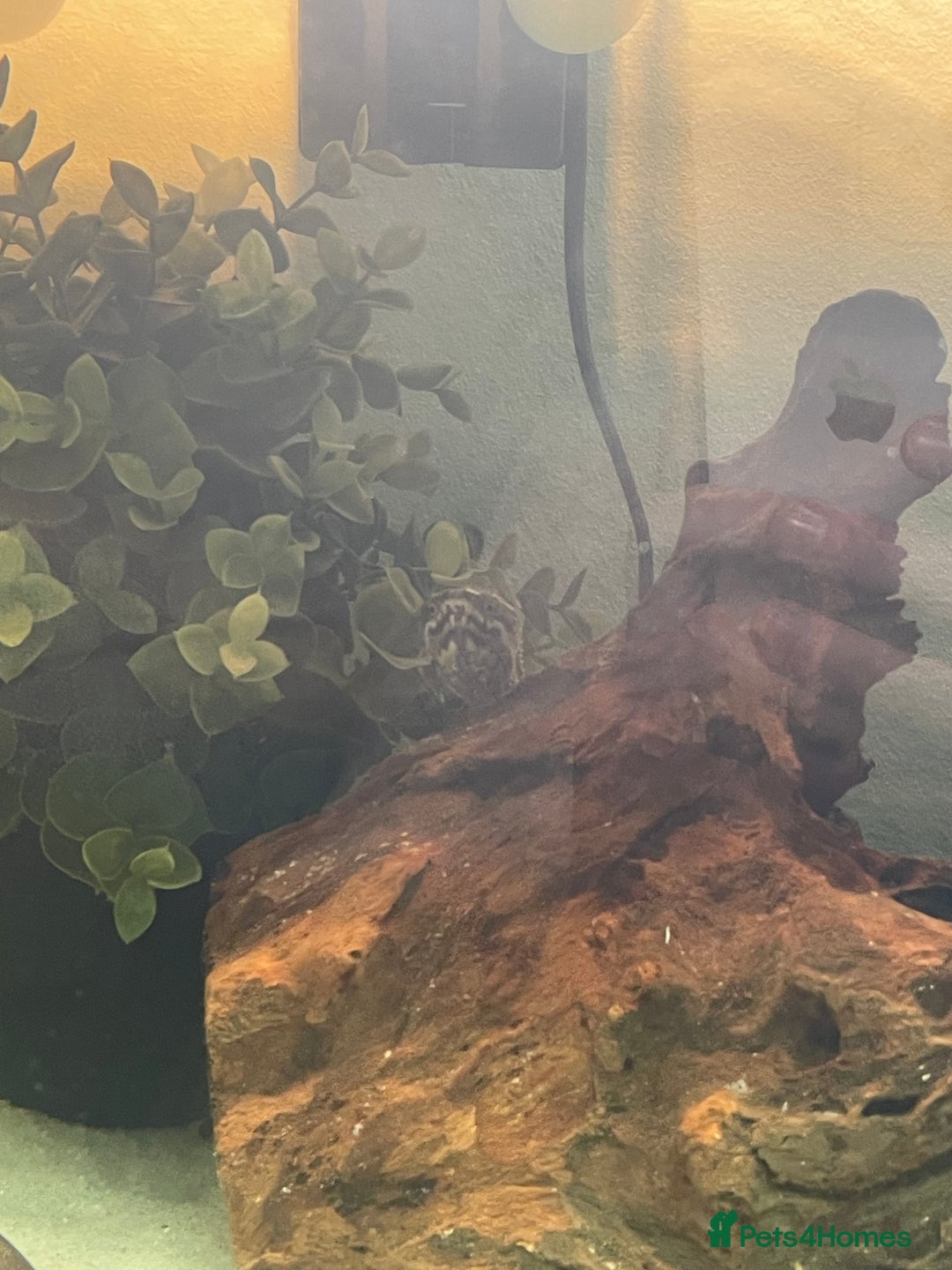 Turtle reptiles for sale: Musk Turtle - Advert 3