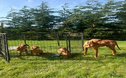 Hungarian Vizsla dogs for sale: 🐾KC Registered Hungarian Vizsla puppies🐾 - Image 11