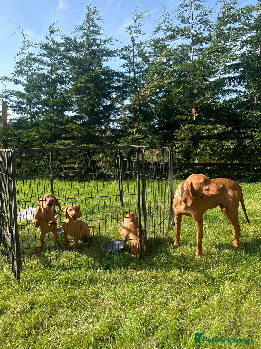 Hungarian Vizsla dogs for sale: 🐾KC Registered Hungarian Vizsla puppies🐾 - Image 11