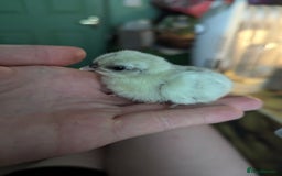 Chickens poultry for sale: Tiny Serama chicks (world's smallest chicken) - Image 1